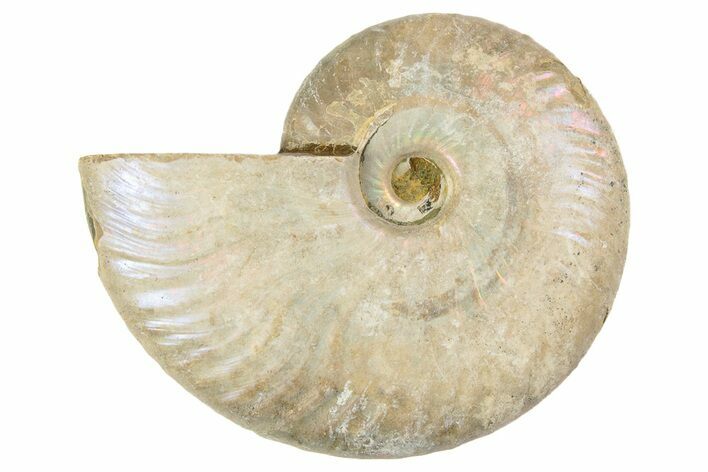 2.8" Silver, Iridescent Ammonite Fossil - Madagascar